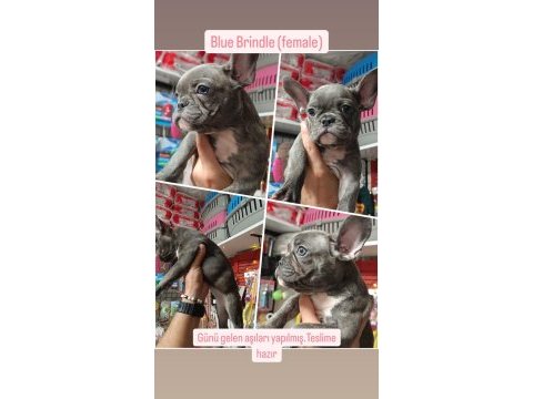 2 blue brindle dişi 1 blue merle erkek french bulldog