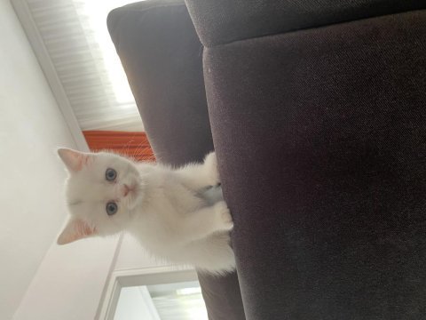 2 aylık british longhair erkek