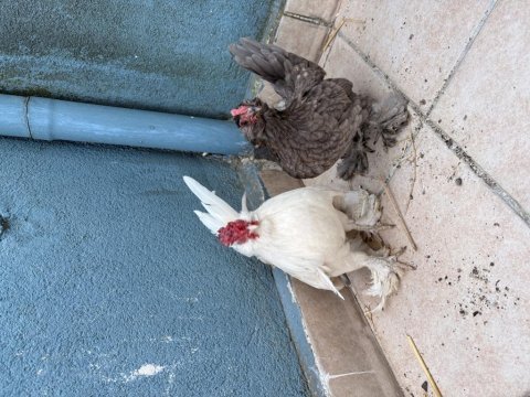 Orjinal 1+1 gül ibik 5 parmak 0 boy ispençler