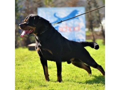 Secereli şampiyon rottweiler yavruları