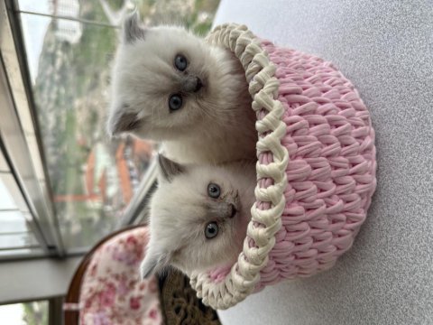 British shorthair mükemmel kalitede