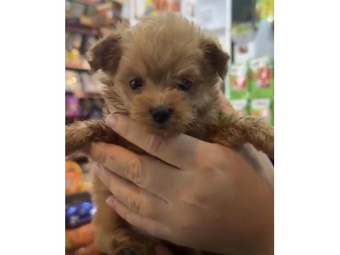 Yavru köpeğimiz sağlıklı kuru mama yemeye başladı