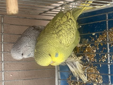 Show jumbo albino muhabbet kuşu