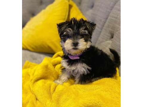 Sevgi dolu ve uyumlu yavru köpekler