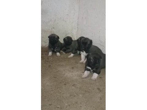 Gürün yavru köpekler