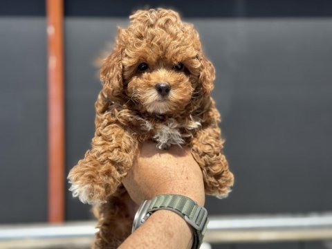 Petmode köpek çiftliğinde ziyarete açık kore maltipoo