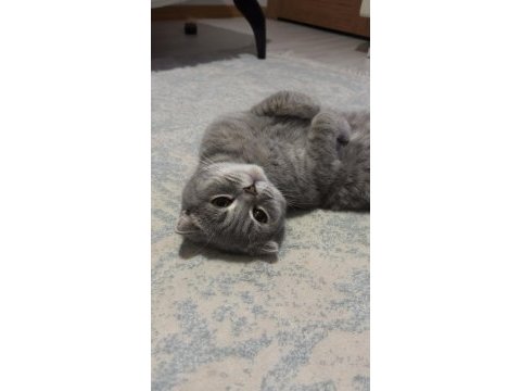 Ücretsiz sahiplendirme scottish fold kedisi