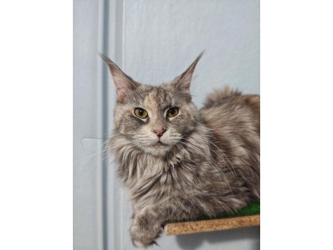 Maine coon yavruları
