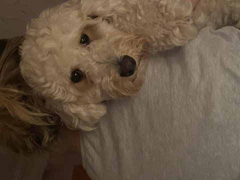 Maltipoo 1.5 yaşında erkek