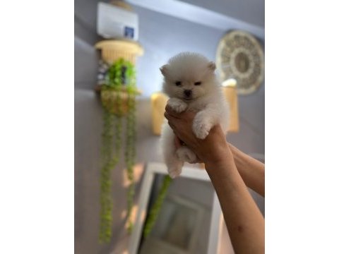 Pomeranian erkek ve dişi yavrularımız mevcuttur