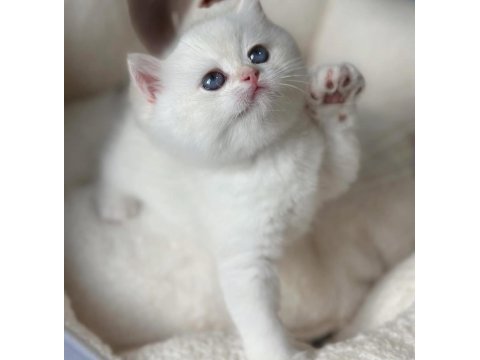 Kar beyaz silver british shorthair 