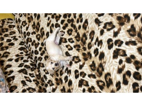 Maltipoo yavrusu