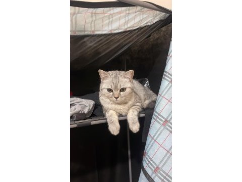 4 aylık british shorthair dişi