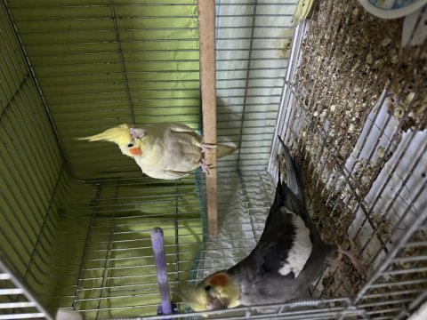 Çift sultan papağanı ve yavruları toplam 6 adet