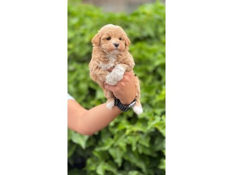 Kıvır kıvır maltipoo yavrularımız