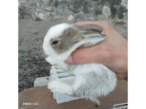 Yavru tavşanlarımız için ulaşın