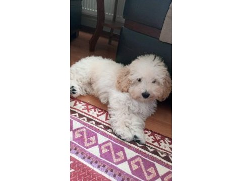 Maltipoo erkek köpeğimiz