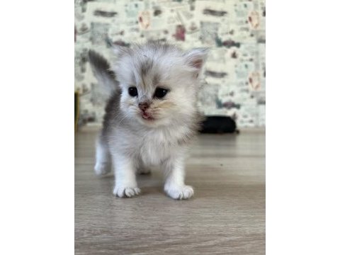Safkan beyaz mavi gözlü longhair bebekler