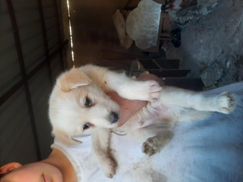 Erkek akita yavrular japon ve amerikan