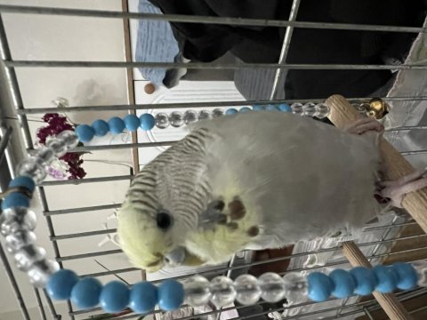 1 yaşında dişi çok sağlıklı muhabbet kuşu