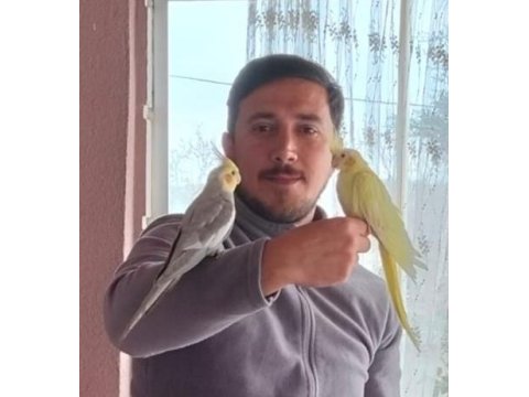 2 adet dişili erkekli çift sultan papağanı