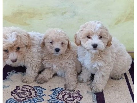 Maltipoo dişi erkek