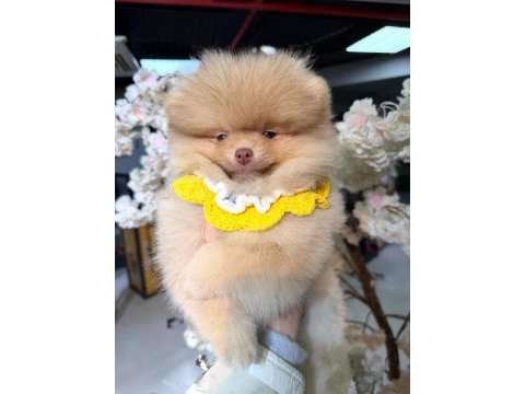 Light chocolate pomeranian boo 3 aylık