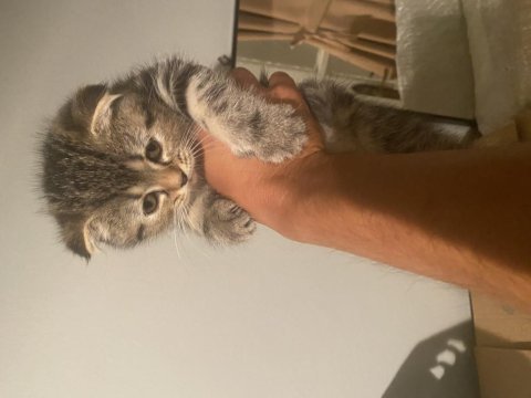 2 aylık scottish fold dişi