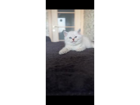 British shorthair kedi