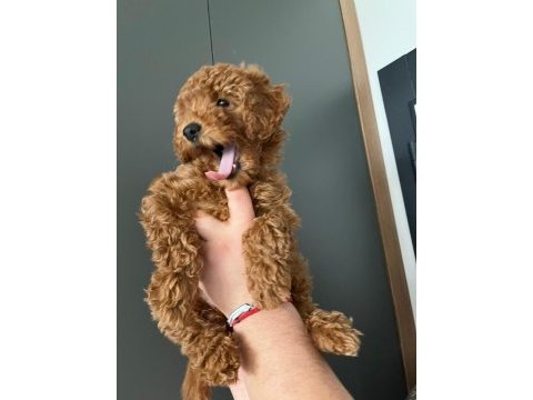 1 adet yavrum kaldı sahiplendirmek için toy poodle