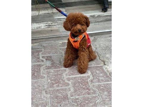 6 aylık toy poodle erkek
