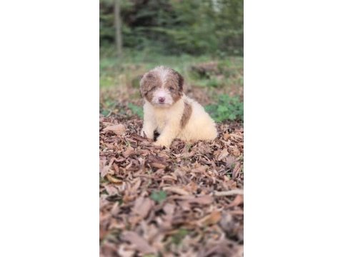 Trde nadir irklardan mini ausieedoodle yavrumuz