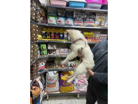 Pomeranian spitz 4.5 aylık