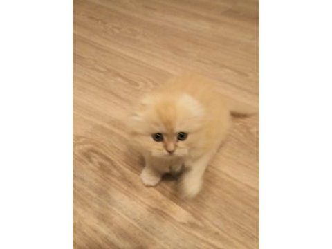 Son iki adet yavrum scottish fold