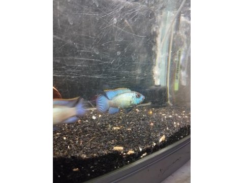 Satılık electric blue acara takım