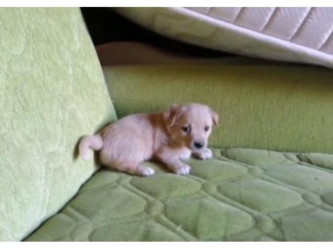 Süs köpeği 1 aylık