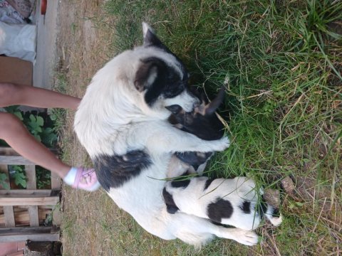 Yeni sahibini arıyor yavru köpekler