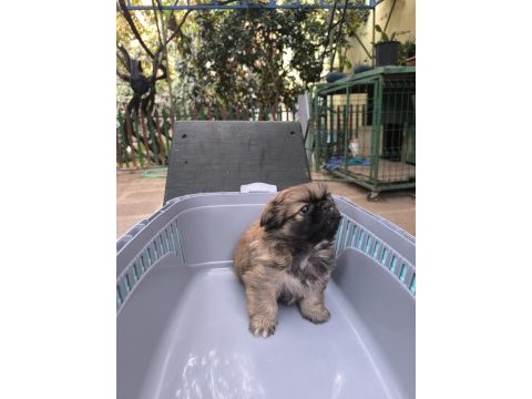 A kalite sıfır burun sıfır boy pekinez yavrumuz