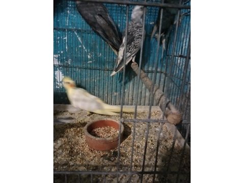 Sultan karakiri şarkıcı paraket mevcuttur