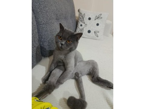 3 yaşında kısır british shorthair tokyo