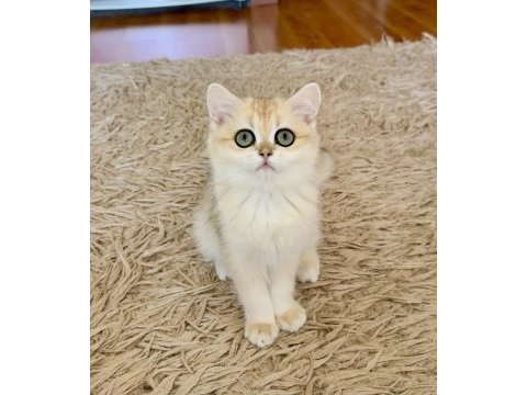 Şecereli british shorthair dişi yavru