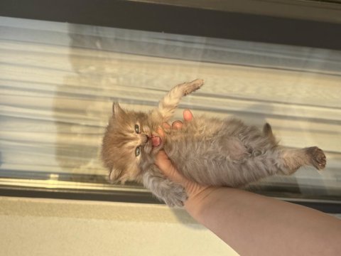 British shorthair sağlıklı 6 yavru