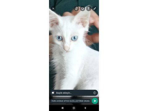 Casper yuva arıyor
