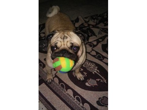 Yavru pug mops