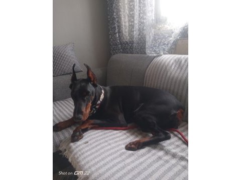 1 buçuk yaşında dişi doberman şecereli