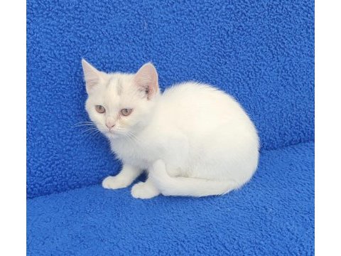 Bu güzelligi kaçıtmayın buyrun bu ponçik sizin olsun