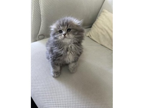 Şecereli 50 günlük british longhair