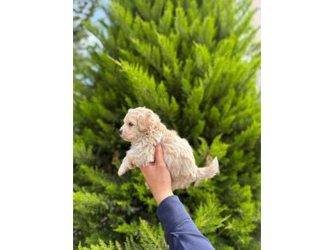 Tea cup maltipoo yavrularımız