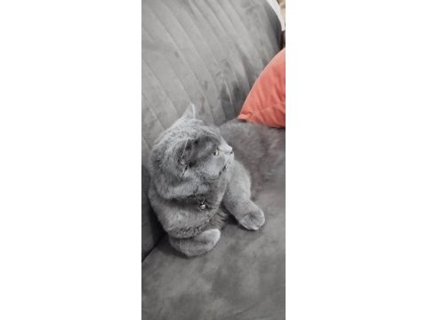 British shorthair kedimizi sahiplendiriyoruz