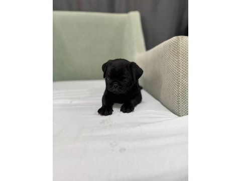 Simit kuyruk siyah pug bebekler